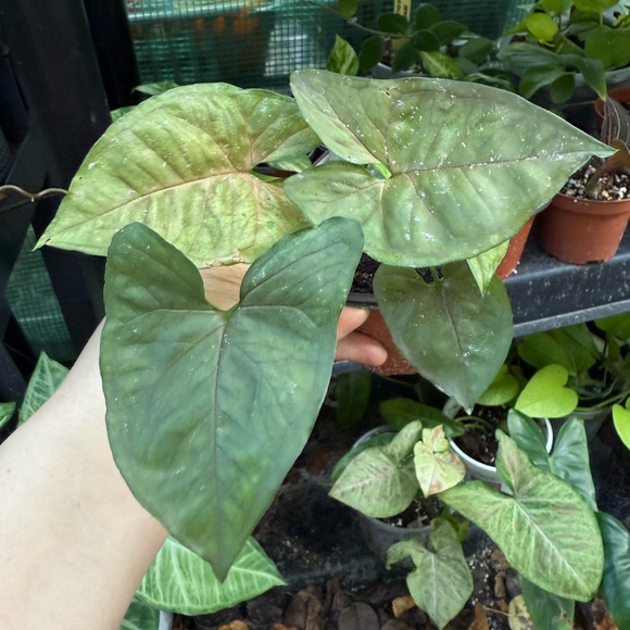 SYNGONIUM BUNDLE PLANTS - Picture 1 of 8
